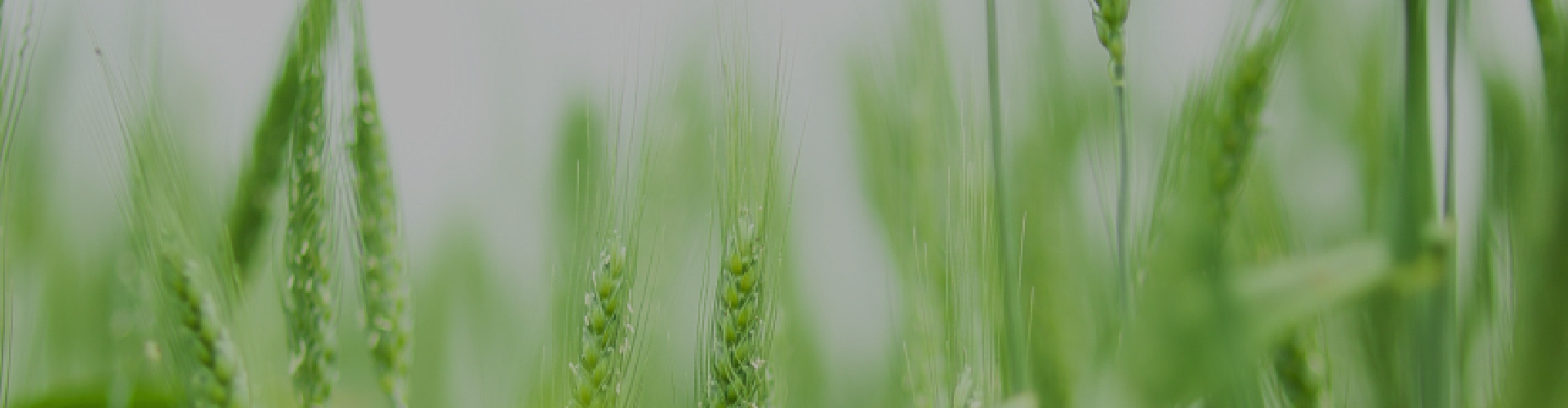 DataFocus智能搜索式BI智慧物联解决方案-智慧农业